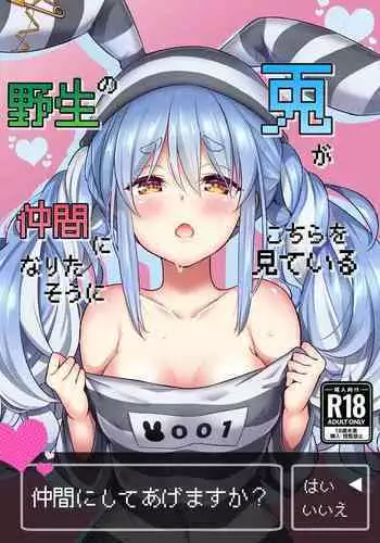 Yasei no Usagi ga Nakama ni Naritasou ni Kochira wo Miteiru