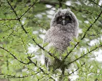 [Shiina] Noraneko Shoujo to no Kurashikata Ch. 4-16 [Chinese] [虎斑木菟漢化] [Digital]