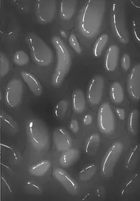 [R.c.W.d (R.c.W.d)] Yami ni Otsu Kunoichi-tachi Third (Taimanin Asagi) [Chinese]