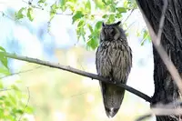 [Shiina] Noraneko Shoujo to no Kurashikata Ch. 4-13 [Chinese] [虎斑木菟漢化] [Digital]