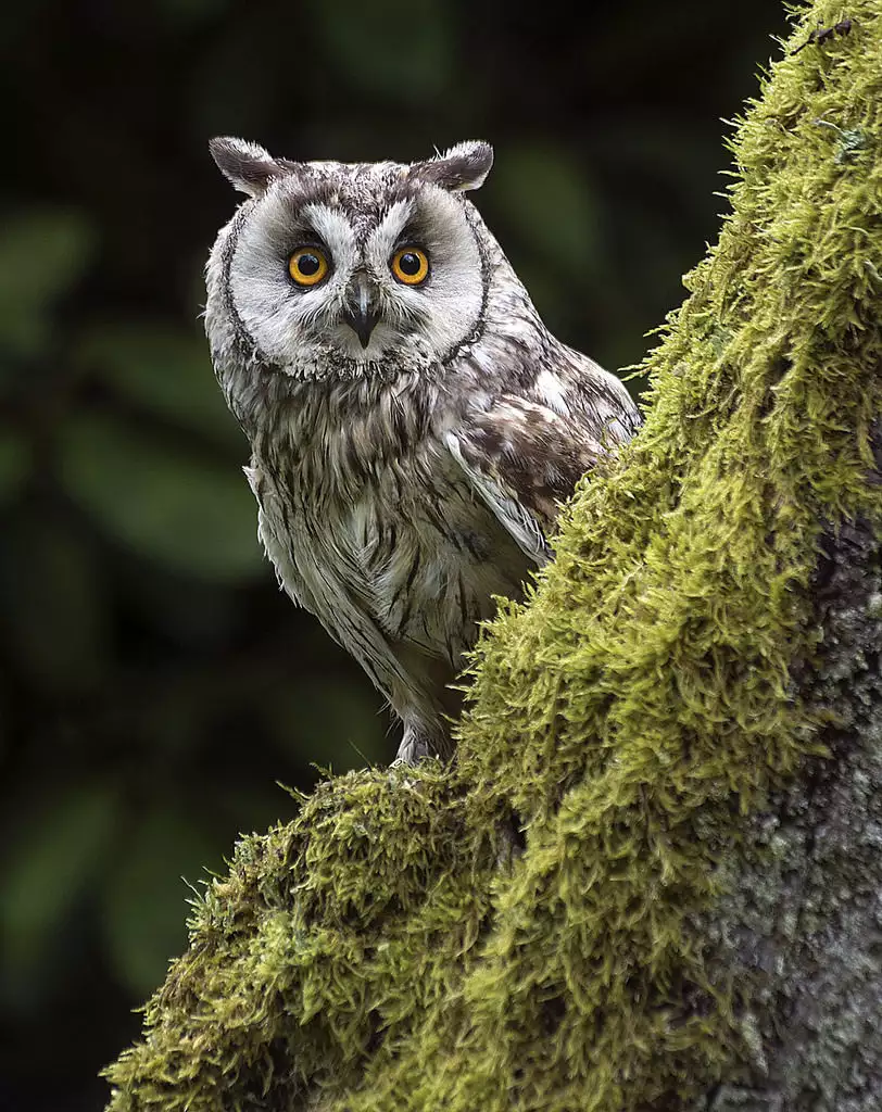 Yoru no Omoi | 夜懷