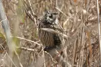 [Shiina] Noraneko Shoujo to no Kurashikata Ch. 4-13 [Chinese] [虎斑木菟漢化] [Digital]