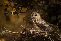 [Hanasaku Tsutsuji] yurayura | 愮 (COMIC Koh 2017-12) [Chinese] [虎斑木菟漢化] [Digital]