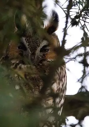 Watashi wa mezameteiru toki, yume wo miru I Dream but Am Awake|我醒仍夢